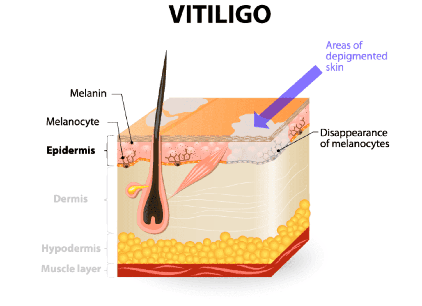 ad DÒC Medical Skin & Hair